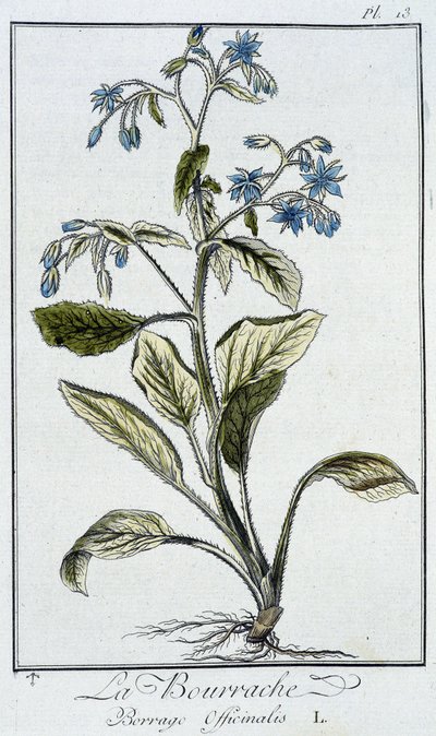 La Bourrache (Borrage Officinalis) - J.C. Philibert著「商人のための植物学演習」（Imprimerie de Crapelet, Paris）に掲載。 作： Unknown artist