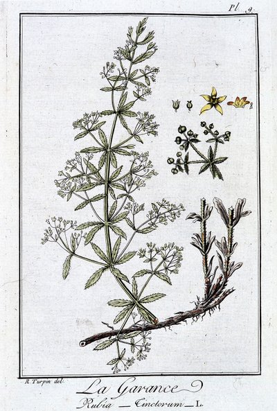 La Garance (Rubia Tinclorum) - J.C. Philibert著「商人のための植物学演習」（Imprimerie de Crapelet, Paris）に掲載。 作： Unknown artist