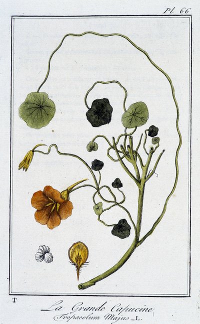 La Grande Capucine (Tropaeolum Majus) - J.C. Philibert著「商人のための植物学演習」（Imprimerie de Crapelet, Paris）に掲載。 作： Unknown artist