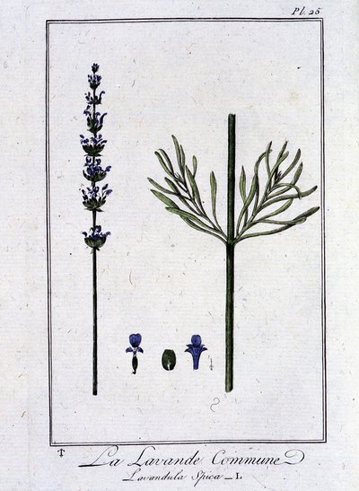 La Lavande Commune (Lavandala Spica) - J.C.著「商人のための植物学演習」に掲載。フィリベール、インプリメリー・ド・クラペレ、パリ 作： Unknown artist