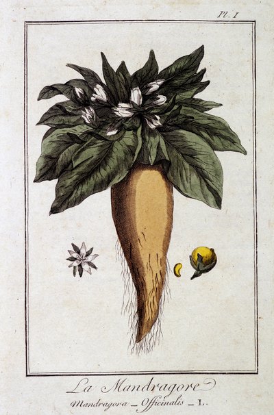 Mandragora (Mandragora Officinalis) - JC Philibert著「商人のための植物学演習」（Imprimerie de Crapelet, Paris）に掲載。 作： Unknown artist