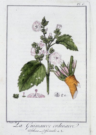 La Marshmallow ordinaire (Althaea Officinalis) - "Exercises de botany à l