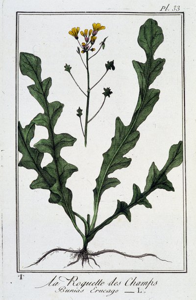 La Roquette des Champs (Bunias Erucago) - J.C.が書いた「商人のための植物学演習」の中にある。フィリベール、インプリメリー・ド・クラペレ、パリ 作： Unknown artist