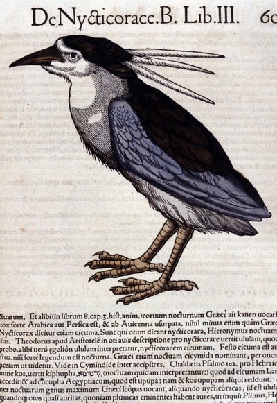 コンラッド・ゲスナー(1516 - 1565)の『Historia Animalium』に登場するハチクイ、Tiguri 作： Unknown artist
