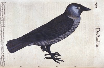 Conrad Gesner (1516 - 1565) の『Historia Animalium』のLa choucas、Tiguri。 作： Unknown artist