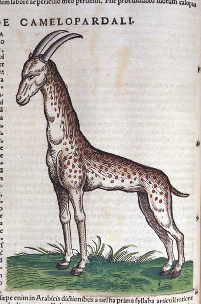 キリンです。コンラッド・ゲスナー(1516 - 1565)の『Historia Animalium』では、Tiguri 作： Unknown artist
