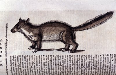 コンラッド・ゲスナー（1516 - 1565）の『Historia Animalium』に登場するテン（またはテン）、Tiguri 作： Unknown artist
