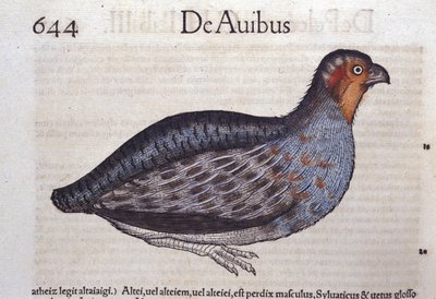 Conrad Gesner (1516 - 1565) の『Historia Animalium』に登場するウズラ、Tiguri。 作： Unknown artist