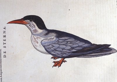 La tern ou swallow des mers in Historia Animalium de Conrad Gesner (1516 - 1565), Tiguri 作： Unknown artist