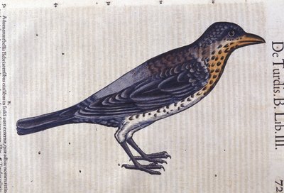 Conrad Gesner (1516 - 1565) の『Historia Animalium』に登場するLa thrush、Tiguri。 作： Unknown artist