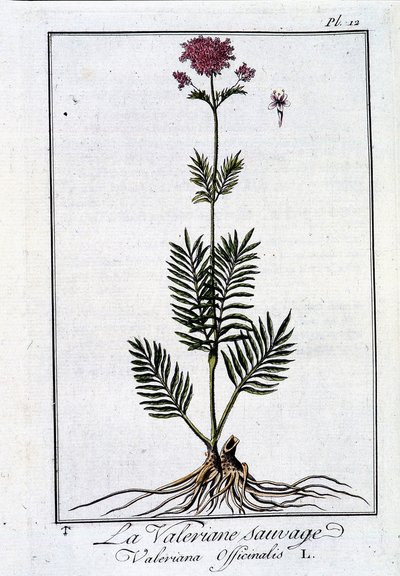野生のカノコソウ-J.C.の「Exercise de botany à l