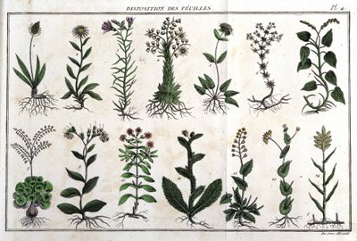 葉の配置：「Flora Françoise（フランスに自生するすべての植物の簡単な説明）」では、新しい分析方法に従って配置されており、医学的にはそれほど不明確ではない美点の引用と、その有用性が紹介されています。 作： Unknown artist