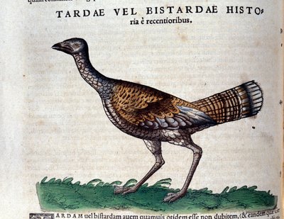 コンラッド・ゲスナー(1516-1565)の『Historia Animalium』に登場するノスリは、ティグリ 作： Unknown artist