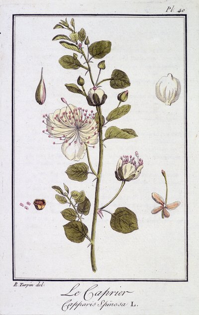 Le Caprier (Capparis Spinosa) - JC Philibert著「商人のための植物学演習」（Imprimerie de Crapelet, Paris）に掲載。 作： Unknown artist