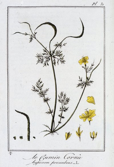Le Cumin Cornu (Hypecoom procumbens) - J.C. Philibertによる「商人のための植物学演習」（パリ、Imprimerie de Crapelet）の中の1つ。 作： Unknown artist