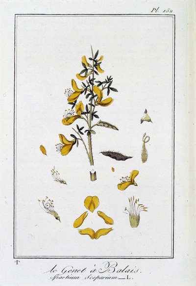 Le Genet a Broom (Spartium Scoparium) - J.C. Philibertによる「商人のための植物学演習」（パリ、クラプレ社）に掲載。 作： Unknown artist