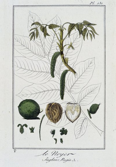 Le Noyer (Juglans Regia) - J.C. Philibert著「Exercises de botany à l