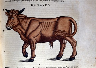 牡牛座です。コンラッド・ゲスナー(1516 - 1565)の『Historia Animalium』では、Tiguri 作： Unknown artist
