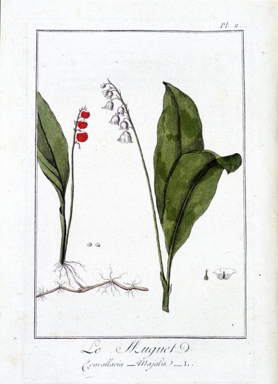 Le Thrush (Convallaria Majalis) - J.C. Philibert著「Exercises de botany à l