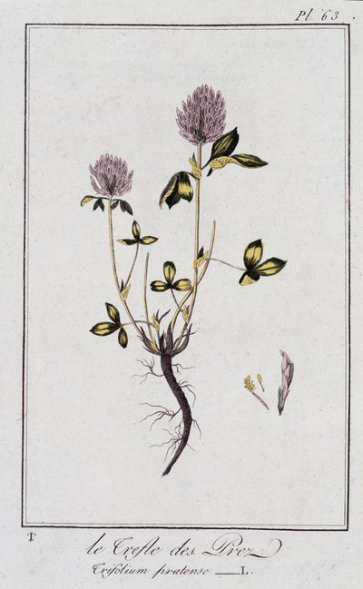 Le Trefle des Pres (Trifolium pratense) - "Exercises de botany à l