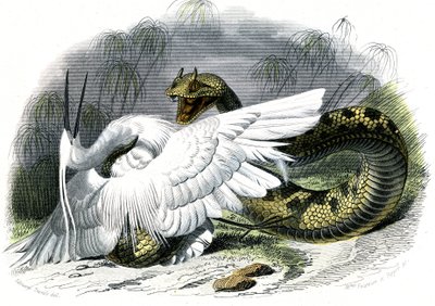セラスト（Vipera cerastes） - ベルナール・ジェルマン・ド・ラセペド（1856-1925）著『博物誌』より、P.Furme版、パリ。 作： Unknown artist