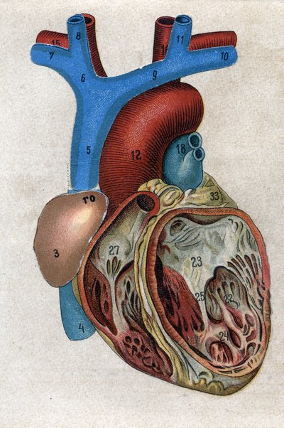 Le coeur.in "The new natural medication" by F.E. Bilz.1898. 作： Unknown artist