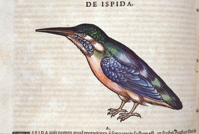 コンラッド・ゲスナー(1516 - 1565)の『Historia Animalium』に登場するハチクイ、Tiguri 作： Unknown artist