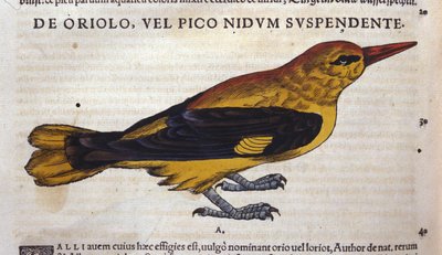 コンラッド・ゲスナー(1516 - 1565)の『動物史の中のピック』、ティグリ 作： Unknown artist