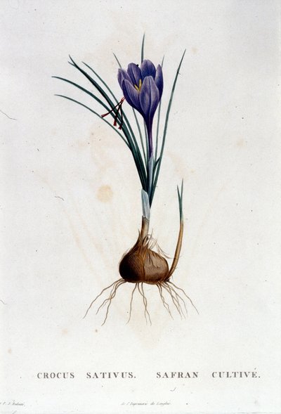 サフラン（Crocus sativus）は、J. RousseauのBotanique（1822年パリ）による。 作： Unknown artist