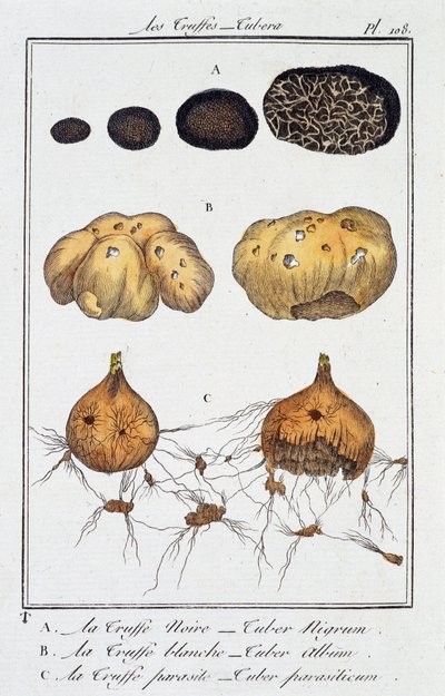 トリュフ（Tubera） - J.C.による「商人のための植物学演習」redigeの中で。フィリベール、インプリメリー・ド・クラペレ、パリ 作： Unknown artist