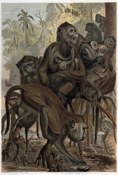 マカク（Macaca）（Cercopithecinae） - Alfred Edmund Brehm（1829-1884）の「Brehm
