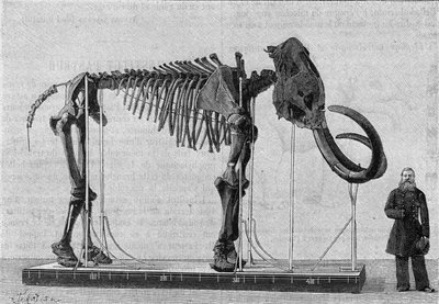 レナ川河口付近の氷海のほとりで発見され、1806年にアダムス氏がサンクトペテルブルク（サンクトペテルブルク）の科学アカデミー博物館に報告したマンモスの骨格（elephas primigenius）。写真より）。のエングレービング 作： Unknown artist