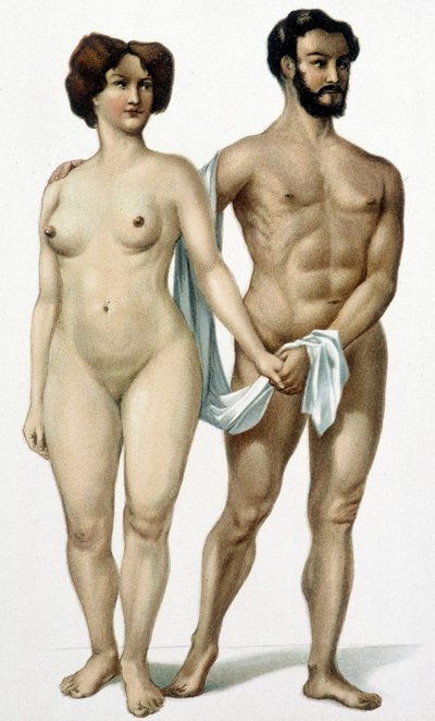 男と女-医学の本 19世紀後半 作： Unknown artist