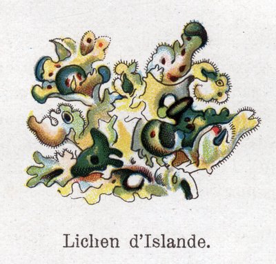 薬用・食品用の植物。アイスランドの地衣類。フリードリヒ・エドゥアルド・ビルツ（1842-1922）の「La medication naturelle」に掲載された図版 作： Unknown artist