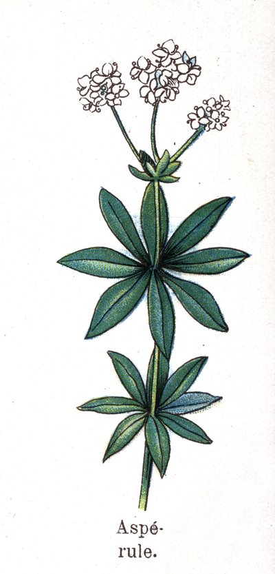 薬用・食用植物：アスペルラ。フリードリヒ・エドゥアルド・ビルツ（1842-1922）の「La medication naturelle」に掲載された図版 作： Unknown artist