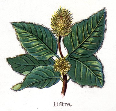 薬用・食用の植物：ブナ。フリードリヒ・エドゥアルド・ビルツ（1842-1922）の「La medication naturelle」に掲載された図版 作： Unknown artist