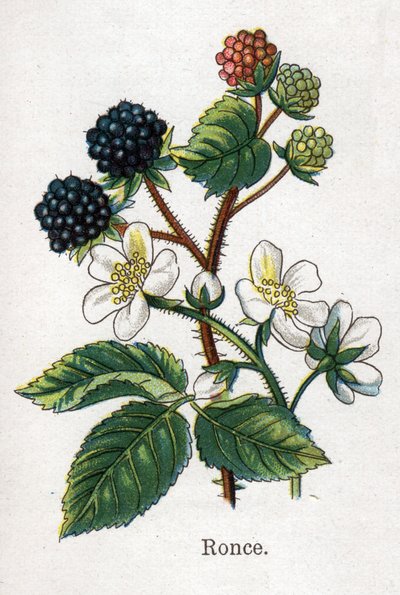 薬用・食用の植物：ブランブル。フリードリヒ・エドゥアルド・ビルツ（1842-1922）の「La medication naturelle」に掲載されている図版 作： Unknown artist