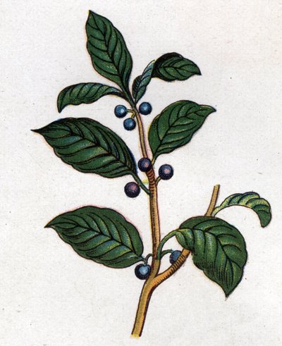 薬用・食用の植物：クロウメモドキ。フリードリヒ・エドゥアルド・ビルツ（1842-1922）の「La medication naturelle」に掲載された図版 作： Unknown artist