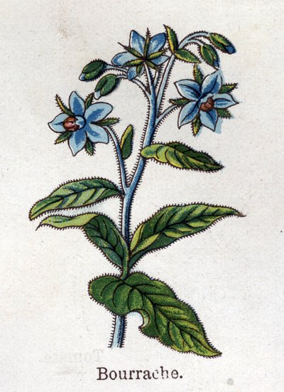 薬用・食用の植物：クランベリー。フリードリヒ・エドゥアルド・ビルツ（1842-1922）の「La medication naturelle」に掲載されている図版 作： Unknown artist