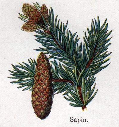 薬用・食用の植物：モミ。フリードリヒ・エドゥアルド・ビルツ（1842-1922）の「La medication naturelle」に掲載されている図版 作： Unknown artist