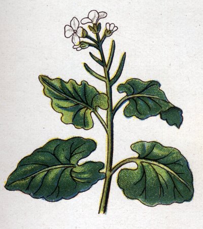 薬用・食用の植物：歌手のいるハーブ。フリードリヒ・エドゥアルド・ビルツ（1842-1922）の『La medication naturelle』に掲載された版画 作： Unknown artist
