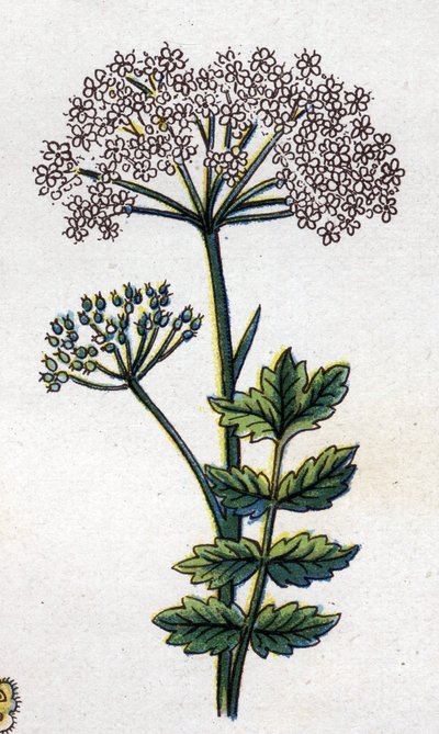 薬用植物と食用植物：大規模なロカージュ。フリードリヒ・エドゥアルド・ビルツ（1842-1922）の「La medication naturelle」に掲載された図版 作： Unknown artist