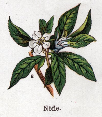 薬用・食用植物：ネフレ。フリードリヒ・エドゥアルド・ビルツ（1842-1922）の「La medication naturelle」に掲載されている図版 作： Unknown artist