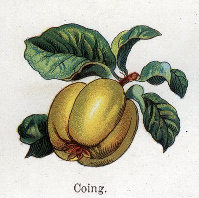 薬用・食用植物：カリンフリードリヒ・エドゥアルド・ビルツ（1842-1922）の「La medication naturelle」に掲載されている図版 作： Unknown artist