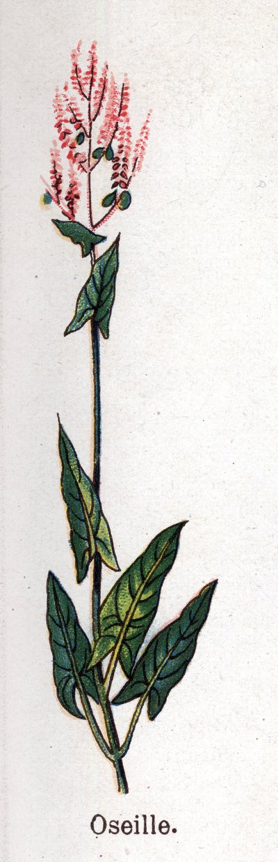 薬用植物と食用植物：スイバ。フリードリヒ・エドゥアルド・ビルツ（1842-1922）の「La medication naturelle」に掲載されている図版 作： Unknown artist