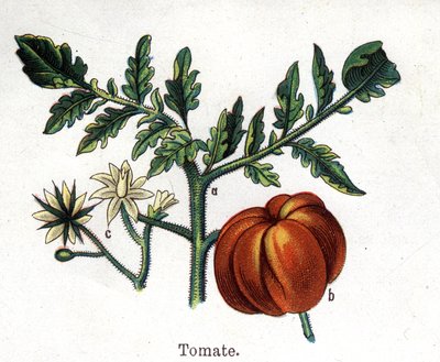 薬用植物と食用植物：トマトフリードリヒ・エドゥアルド・ビルツ（1842-1922）の「La medication naturelle」に掲載されている図版 作： Unknown artist