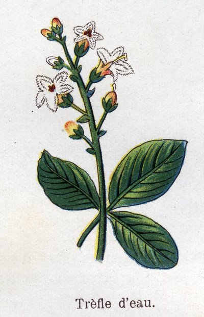 薬用植物と食用植物：ウォータークローバー。フリードリヒ・エドゥアルド・ビルツ（1842-1922）の「La medication naturelle」に掲載された図版 作： Unknown artist