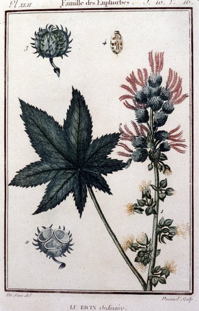 薬用植物：普通のヒマワリ。陶酔系。19世紀の植物図鑑 作： Unknown artist