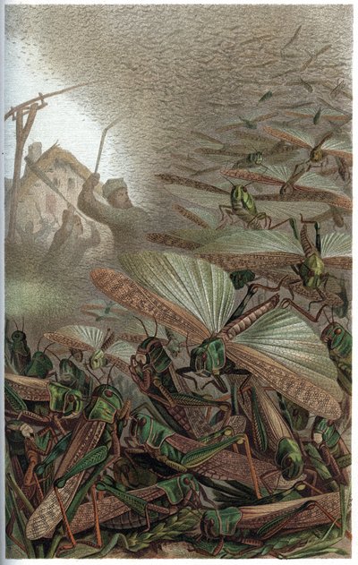 渡り鳥 - 渡り鳥（Locust migratoria） - Alfred Edmund Brehm (1829-1884)の「Brehm