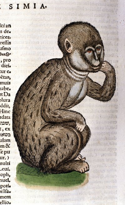 コンラッド・ゲスナーの『Historia Animalium』の後の猿、ティグリ1560年。Braidense国立図書館。ミラノ 作： Unknown artist